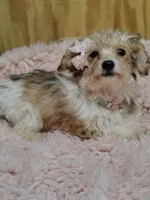 Carmel, a female Yorkipoo for sale in Chuckey, TN – 1 of 9