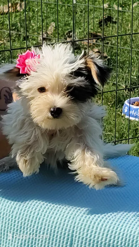 Tiny love – Yorkshire Terrier puppy for sale in Chuckey, TN