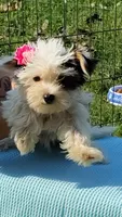 Tiny love, a female Yorkshire Terrier for sale in Chuckey, TN – 2 of 10