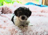 Wiggles, a female Yorkshire Terrier for sale in Chuckey, TN – 5 of 7