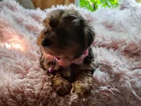 Nikki, a female Yorkshire Terrier for sale in Chuckey, TN – 3 of 7