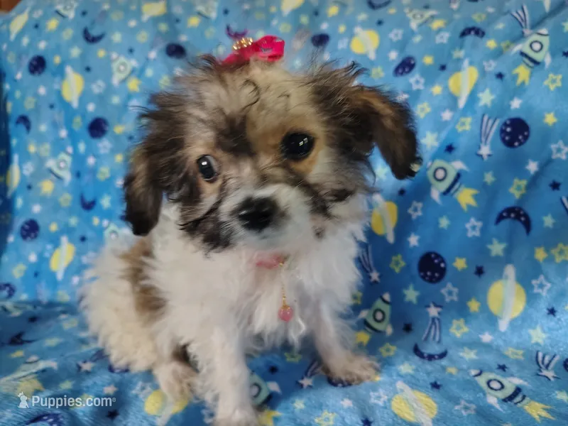 Little bit – Yorkipoo puppy for sale in Chuckey, TN