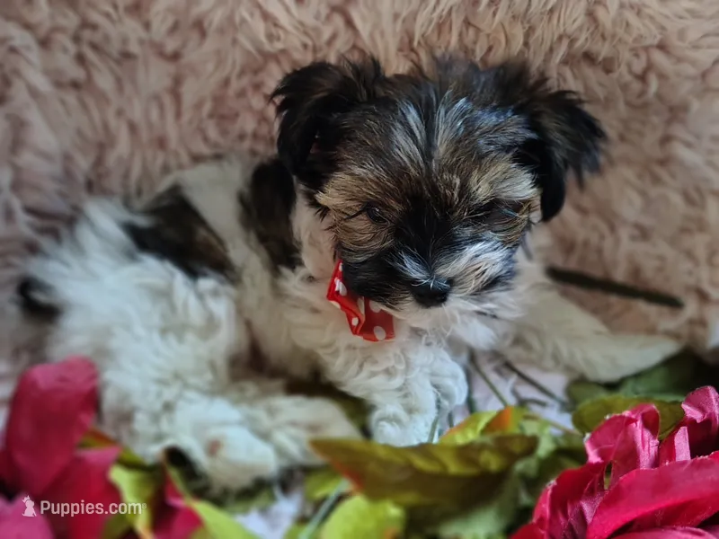 Mr cuddles – Yorkshire Terrier puppy for sale in Chuckey, TN