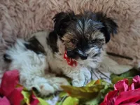 Mr cuddles, a male Yorkshire Terrier for sale in Chuckey, TN – 3 of 9