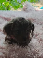 Pebbles, a female Yorkshire Terrier for sale in Chuckey, TN – 4 of 4