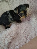Raleigh, a female Yorkshire Terrier for sale in Chuckey, TN – 2 of 7