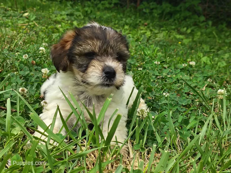Wiggles – Yorkshire Terrier puppy for sale in Chuckey, TN
