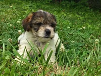 Wiggles, a female Yorkshire Terrier for sale in Chuckey, TN – 1 of 7
