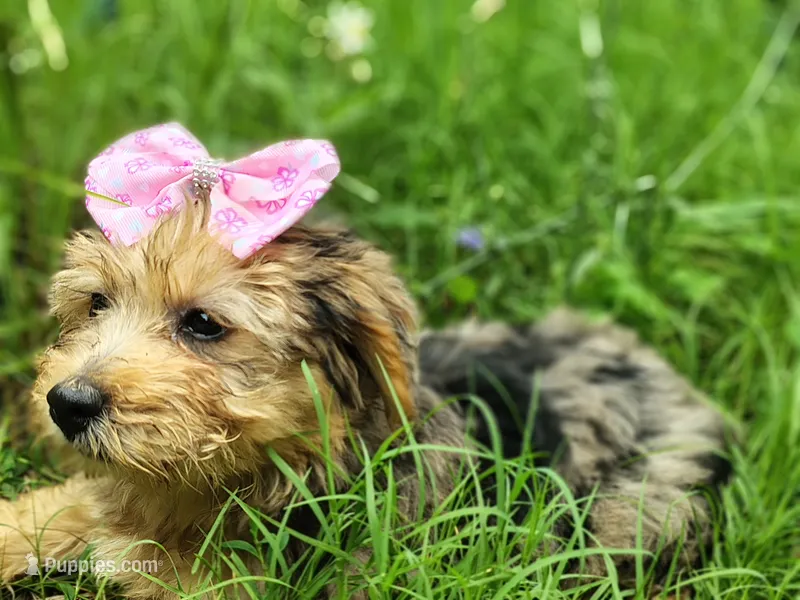Nikki – Yorkshire Terrier puppy for sale in Chuckey, TN