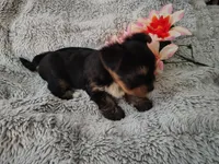 Skip, a male Yorkshire Terrier for sale in Chuckey, TN – 4 of 4