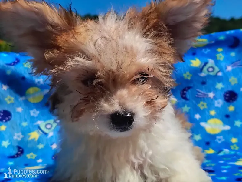 Little bit – Yorkshire Terrier, Poodle - Toy  puppy for sale in Chuckey, TN