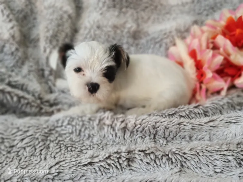 Tiny love – Yorkshire Terrier puppy for sale in Chuckey, TN