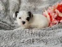 Tiny love, a female Yorkshire Terrier for sale in Chuckey, TN – 3 of 6