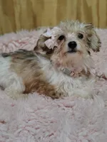 Caramel, a female Yorkshire Terrier and Poodle - Toy  for sale in Chuckey, TN – 3 of 6