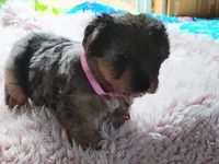 Nikki, a female Yorkshire Terrier for sale in Chuckey, TN – 4 of 7