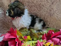 Mr cuddles, a male Yorkshire Terrier for sale in Chuckey, TN – 5 of 9