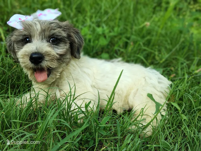 Button – Yorkshire Terrier puppy for sale in Chuckey, TN