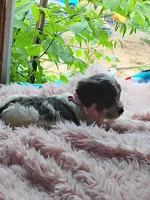 Buttons, a female Yorkshire Terrier for sale in Chuckey, TN – 4 of 4