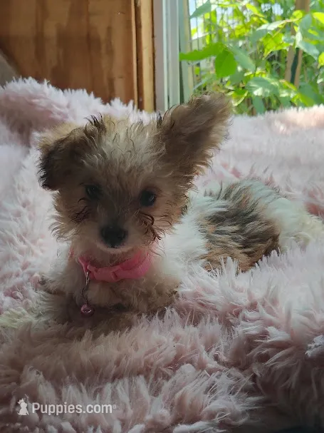 Little bit – Yorkshire Terrier, Poodle - Toy  puppy for sale in Chuckey, TN