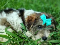 Wiggles, a male Yorkshire Terrier for sale in Chuckey, TN – 5 of 7
