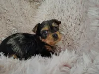 Raleigh, a female Yorkshire Terrier for sale in Chuckey, TN – 3 of 7