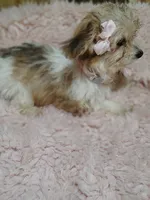 Carmel, a female Yorkipoo for sale in Chuckey, TN – 5 of 7