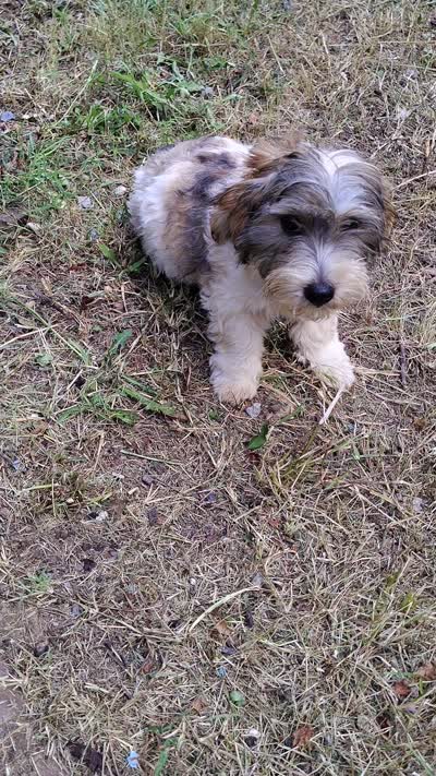 Wiggles, a male Yorkshire Terrier for sale in Chuckey, TN – 5 of 6