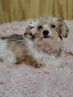 Carmel, a female Yorkipoo for sale in Chuckey, TN – 2 of 7