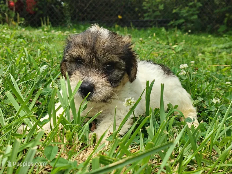 Wiggles – Yorkshire Terrier puppy for sale in Chuckey, TN