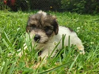 Wiggles, a female Yorkshire Terrier for sale in Chuckey, TN – 2 of 7