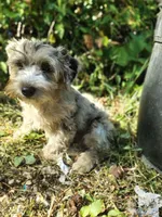 Pebbles, a female Yorkshire Terrier for sale in Chuckey, TN – 4 of 7