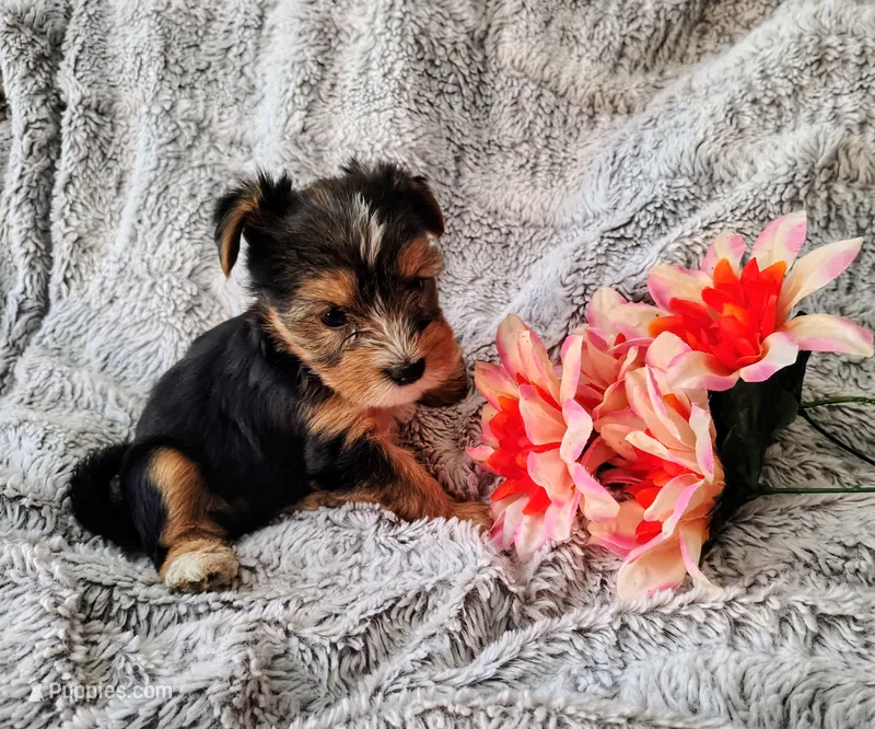 Spencer – Yorkshire Terrier puppy for sale in Chuckey, TN
