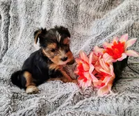 Spencer, a male Yorkshire Terrier for sale in Chuckey, TN – 4 of 7
