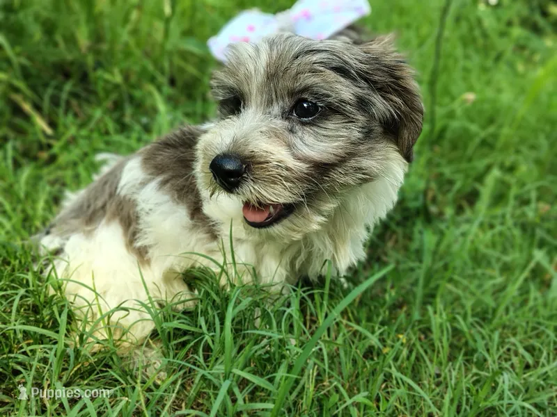 Button – Yorkshire Terrier puppy for sale in Chuckey, TN