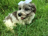 Button, a female Yorkshire Terrier for sale in Chuckey, TN – 4 of 5