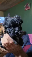 Bear, a male Yorkipoo for sale in Chuckey, TN – 3 of 6