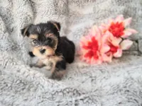 Little china doll, a female Yorkshire Terrier for sale in Chuckey, TN – 4 of 6