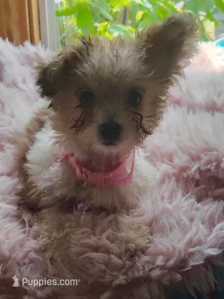 Little bit – Yorkipoo puppy for sale in Chuckey, TN