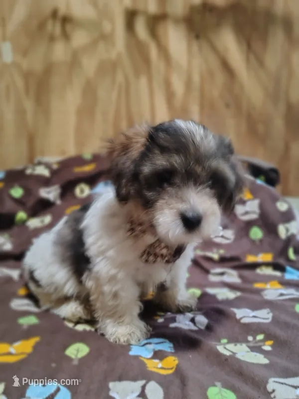 Wiggles – Yorkshire Terrier puppy for sale in Chuckey, TN