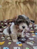 Wiggles, a male Yorkshire Terrier for sale in Chuckey, TN – 3 of 6