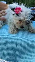 Tiny love, a female Yorkshire Terrier for sale in Chuckey, TN – 4 of 10