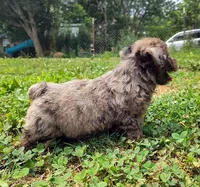 Pebbles, a female Yorkshire Terrier for sale in Chuckey, TN – 2 of 7