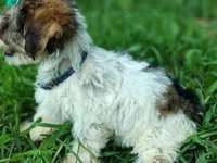 Wiggles sable party, a male Yorkshire Terrier for sale in Chuckey, TN – 6 of 7
