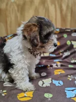 Wiggles, a male Yorkshire Terrier for sale in Chuckey, TN – 5 of 6