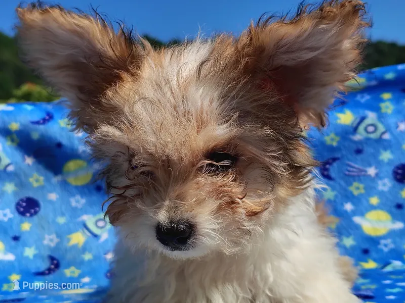 Little bit – Yorkipoo puppy for sale in Chuckey, TN