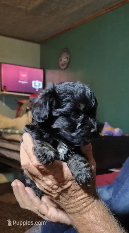 Bear – Yorkipoo puppy for sale in Chuckey, TN