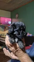 Bear, a male Yorkipoo for sale in Chuckey, TN – 1 of 6
