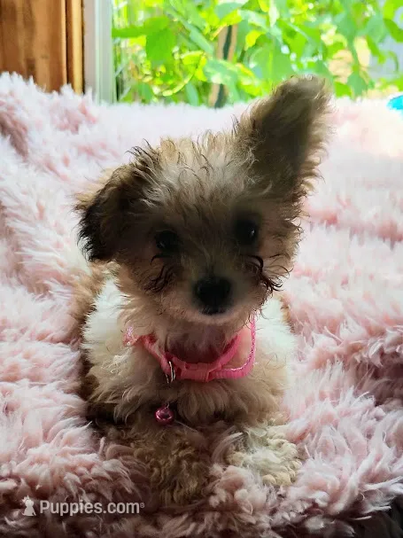 Little bit – Yorkipoo puppy for sale in Chuckey, TN