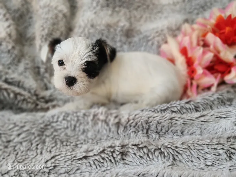 Tiny love – Yorkshire Terrier puppy for sale in Chuckey, TN
