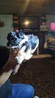 Sparkles, a female Yorkipoo for sale in Chuckey, TN – 6 of 6
